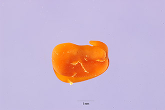 Pale Cologania