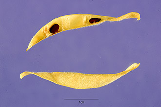 Pale Cologania