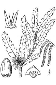 <i>Comptonia peregrina</i> (L.) J.M. Coult. var. aspleniifolia (L.) Fernald