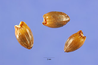 <i>Myrica aspleniifolia</i> L. var. tomentosa (A. Chev) Gleason