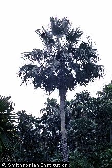 Carnauba Wax Palm