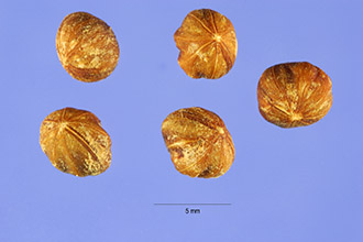 <i>Swida racemosa</i> (Lam.) Moldenke