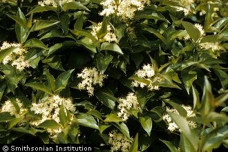 <i>Cornus foemina</i> Mill. ssp. racemosa (Lam.) J.S. Wilson