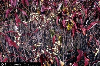 <i>Cornus foemina</i> Mill. ssp. racemosa (Lam.) J.S. Wilson