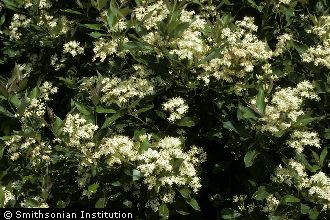 <i>Cornus paniculata</i> L'Hér.