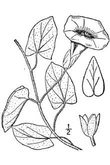 <i>Convolvulus sepium</i> L. var. repens (L.) A. Gray