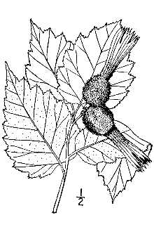 <i>Corylus rostrata</i> Aiton