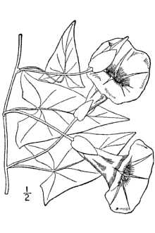<i>Convolvulus sepium</i> L. var. communis R. Tryon
