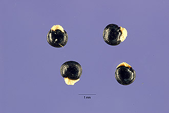 <i>Capnoides sempervirens</i> (L.) Borkh.