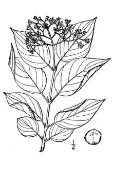 <i>Cornus alba</i> L. var. sibirica Lodd. ex Loudon