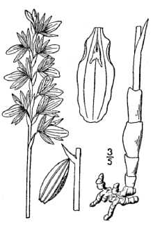 <i>Corallorrhiza striata</i> Lindl., orth. var.