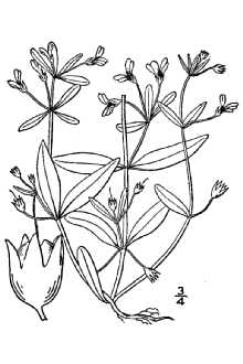 <i>Collinsia grandiflora</i> Lindl. var. pusilla A. Gray