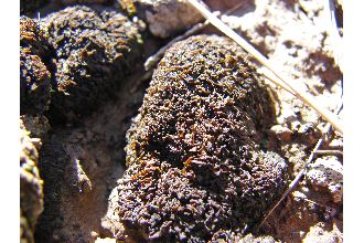 Jelly Lichen