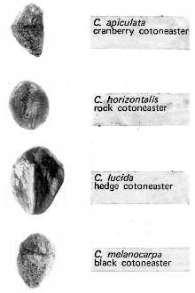 <i>Cotoneaster hybridus</i> hort. var. pendulus hort.