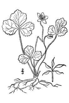 <i>Coptis trifolia</i> (L.) Salisb. var. groenlandica (Oeder) Fassett