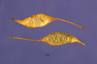 <i>Coptis trifolia</i> (L.) Salisb. var. groenlandica (Oeder) Fassett
