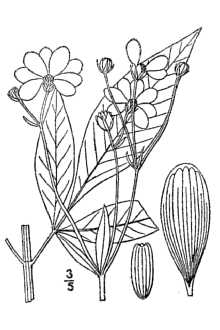 <i>Coreopsis tripteris</i> L. var. intercedens Standl.