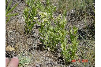 <i>Comandra umbellata</i> (L.) Nutt. var. angustifolia (A. DC.) Torr.