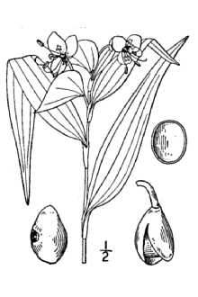 <i>Commelina longifolia</i> Michx.