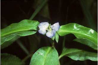 <i>Commelina longifolia</i> Michx.