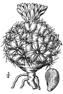 <i>Escobaria missouriensis</i> (Sweet) D.R. Hunt var. marstonii (Clover) D.R. Hunt