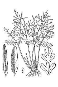 <i>Cryptogramma crispa</i> (L.) R. Br. ex Hook. ssp. acrostichoides (R. Br.) Hultén