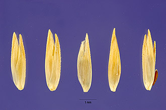 <i>Sporobolus niliaca</i> (Fig. & De Not.) P.M. Peterson