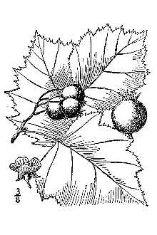 <i>Crataegus mollis</i> Scheele var. incisifolia Kruschke