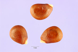 <i>Tephrosia ambigua</i> (M.A. Curtis) Kuntze var. gracillima B.L. Rob.