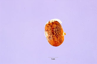 <i>Cracca angustissima</i> (Shuttlw. ex Chapm.) Kuntze