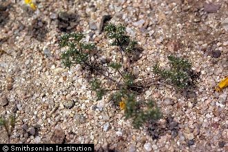 <i>Eremocarya angustifolia</i> Torr.