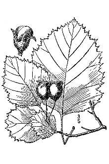 <i>Crataegus arnoldiana</i> Sarg.