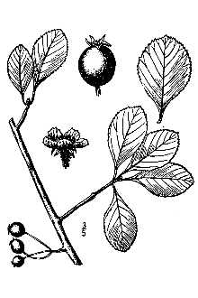 <i>Crataegus berberifolia</i> Torr. & A. Gray var. edita (Sarg.) Palmer
