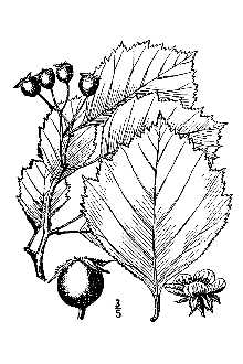 <i>Crataegus succulenta</i> Schrad. ex Link var. occidentalis Britton