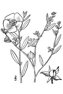 <i>Crocanthemum canadense</i> (L.) Britton