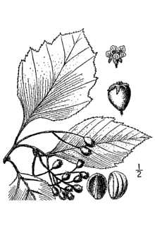 <i>Crataegus calpodendron</i> (Ehrh.) Medik. var. globosa (Sarg.) Palmer