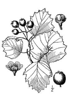 Fireberry Hawthorn