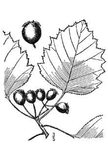 <i>Crataegus chrysocarpa</i> Ashe var. rotundifolia (Moench) Sarg.