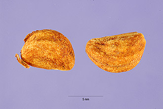 <i>Crataegus chrysocarpa</i> Ashe var. longiacuminata Kruschke
