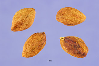 <i>Crataegus crus-galli</i> L. var. barrettiana (Sarg.) Palmer