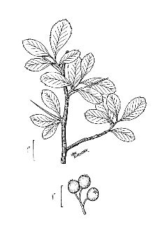 <i>Crataegus crus-galli</i> L. var. pyracanthifolia Aiton