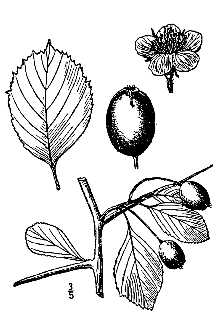 <i>Crataegus ×pausiaca</i> Ashe