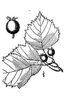 <i>Crataegus pruinosa</i> (Wendl. f.) K. Koch var. dissona (Sarg.) Eggl.