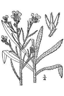 <i>Cryptantha pattersonii</i> (A. Gray) Greene