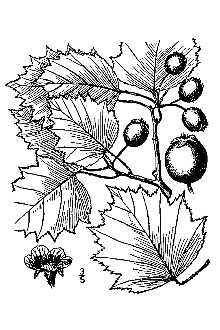 <i>Crataegus flabellata</i> (Bosc ex Spach) K. Koch var. densiflora (Sarg.) Kruschke