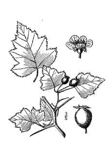 <i>Crataegus pruinosa</i> (Wendl. f.) K. Koch var. conjuncta (Sarg.) Eggl.