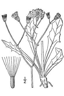 <i>Psilochenia runcinata</i> (James) Á. Löve & D. Löve ssp. glauca (Nutt.) W.A. Weber
