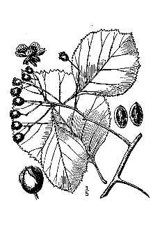 <i>Crataegus calpodendron</i> (Ehrh.) Medik. var. globosa (Sarg.) Palmer