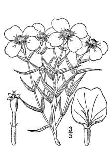 <i>Crassina grandiflora</i> (Nutt.) Kuntze