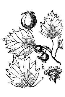 <i>Crataegus flabellata</i> (Bosc ex Spach) K. Koch var. densiflora (Sarg.) Kruschke